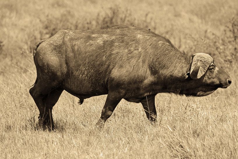 Afrikaanse kaffer buffel van Roland Smeets