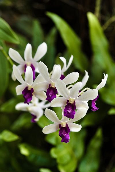 Levendige orchideeënbloemen met dieppaars hart van Frank Photos