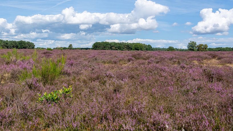 https://www.werkaandemuur.nl/nl/shopwerk/Westerheide-in-bloei/1018155 by Peter Veerman