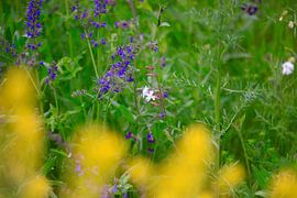 Voorjaarswakker worden