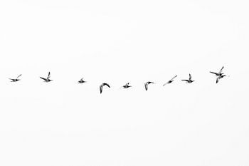 Nonnengänse in Formation