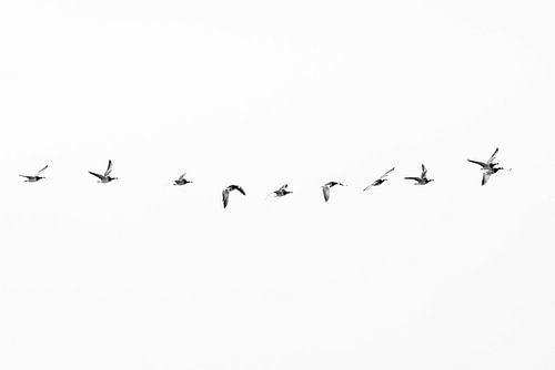 Barnacle geese in formation