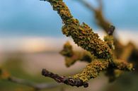 Macro shot of lichen in the dunes of The Hague by Scarlett van Kakerken thumbnail