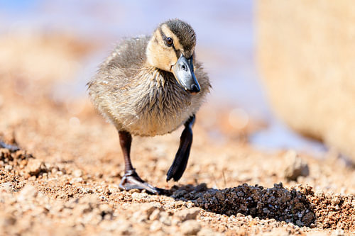 Jeune caneton de canard colvert à l'Oderteich, dans le Harz