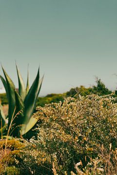 Aloe Vera in de landschap van Portugal van AIM52 Shop