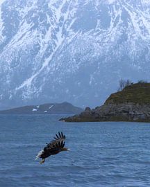 Ein majestätischer Weißschwanz-Seeadler gleitet über das ruhige Wasser von PhotoCluster