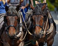 Paardenspan