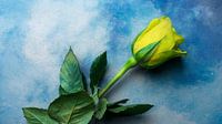 Still life Flower on background