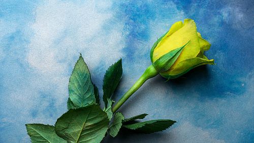Stilleven Bloem op achtergrond