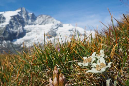 Großglockner, edelweiss en marmotten - pure alpenidylle in Oostenrijk. Koop de indrukwekkende Alpenfoto nu als canvas of muurschildering en geniet thuis van de natuur.