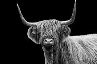 Schotse Hooglander