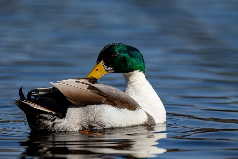 Stockente (Anas platyrhynchos) von Dirk Rüter