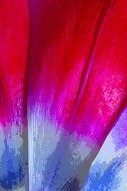 Tulpe in Rot & Blau von De Rover