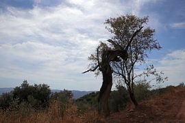 lonely almond van Jan Katuin