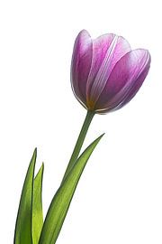 Tulip on white by John Bouma