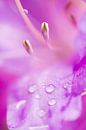 Paars bloem (Azalea) van Joram Janssen thumbnail
