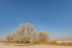 IJssel-Winterlandschaft mit Schnee und Nebel von Sjoerd van der Wal Fotografie