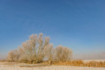 IJssel winterlandschap met sneeuw en mist van Sjoerd van der Wal Fotografie