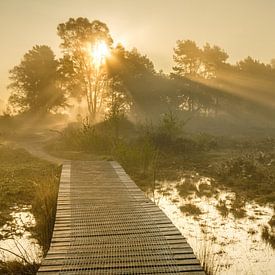 Sunrise by Rene Wolf