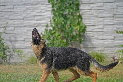 Schapenhond (puppy) speelt met water uit de tuinslang