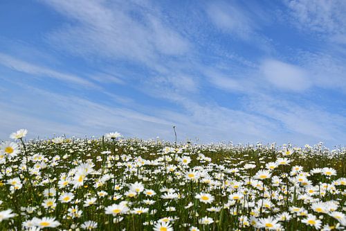 Een veld met madeliefjes in bloei