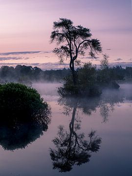 Arbre solitaire sur Angela Kraan