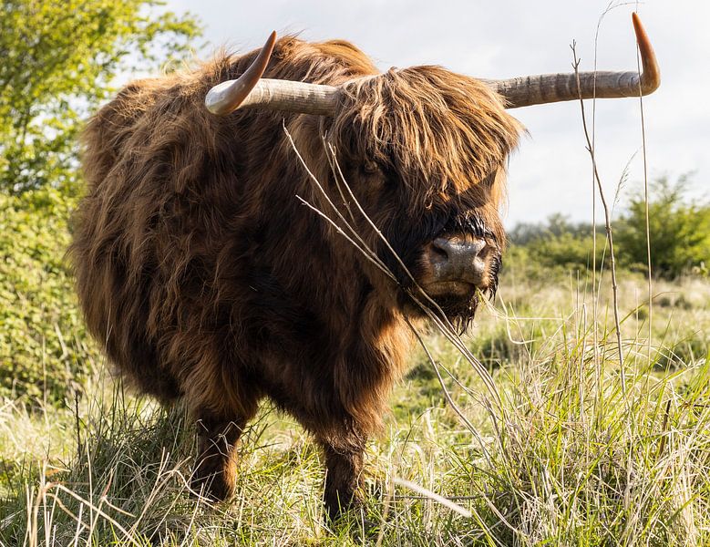 Schotse Hooglander van Sonja de Graaff