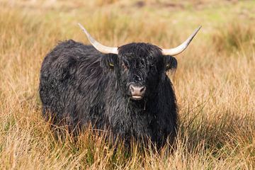 Schotse hooglanders van Merijn Loch