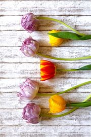 Tulips by Thomas Jäger
