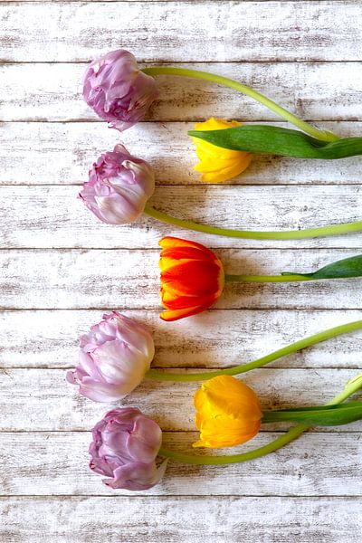 Tulpen von Thomas Jäger