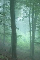 Brouillard matinal du Sauerland