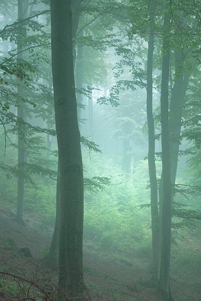 Sauerland morning fog by LANETfotografie