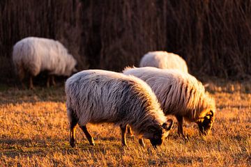 Sheep grazing at sunset in Meijendel by MICHEL WETTSTEIN
