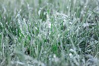 Met dauw bedekt gras in de vroege ochtend
