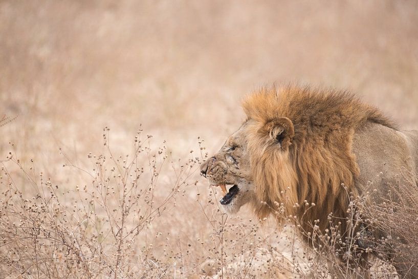 Prachtige leeuw. van Francis Dost