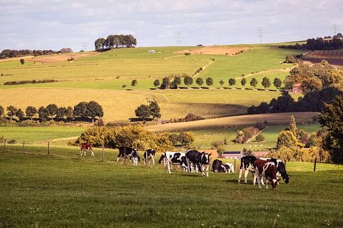 Kühe auf einer Wiese am Keutenberg