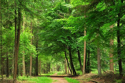 Le pin noir sur Corinne Welp