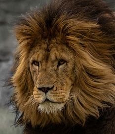 Close-up Löwe schwarzer und weißer Hintergrund von Wouter Van der Zwan
