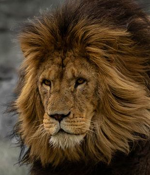 Close-up leeuw zwart/wit achtergrond van Wouter Van der Zwan