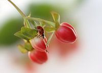 Rot und grün