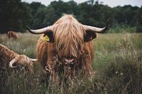 Schotse hooglander