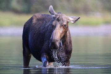 Moose cow eating water plants in Lake Glacier National Park in Montana, USA by Frank Fichtmüller