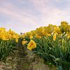 Yellow tulip field by Michael Valjak