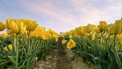Yellow tulip field