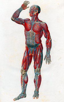 Anatomie man met spieren en bloedvaten. van Zeger Knops