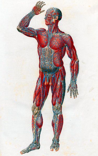 Anatomie des Menschen mit Muskeln und Blutgefäßen. von Zeger Knops
