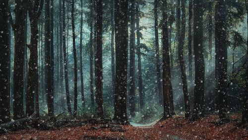 La forêt magique de Speulder