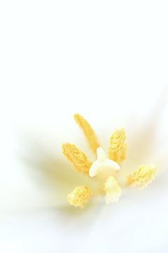 Witte tulp van Tanja Huizinga Photography