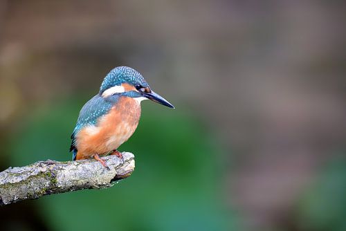 ijsvogeltje tegen een hele rustige achtergrond zittend op een tak