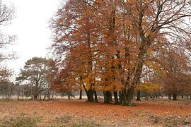 Autumn scene by Ewan Mol